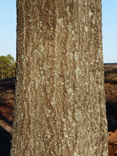 {Quercus coccinea}